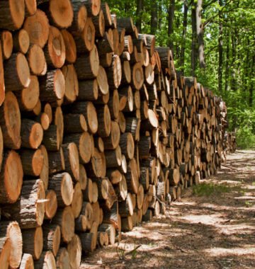 timber-industry1 copy